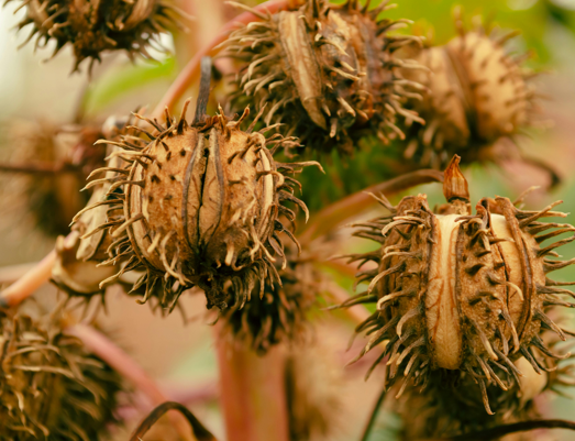 Castor plant used to nourish skin
