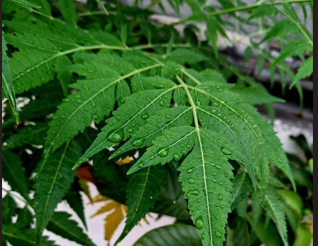 Neem plant used to boost immunity