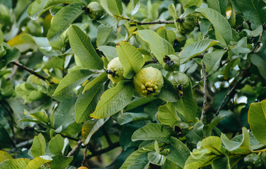Guava leaves used as a remedy to ease period cramps