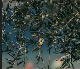 Goodbye Ear Discomfort: How Olive Oil and Ginger Can Help Naturally