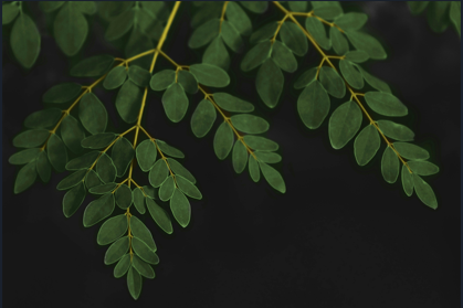 Managing Diabetes Naturally: How Moringa Leaves Help Reduce Blood Sugar Levels