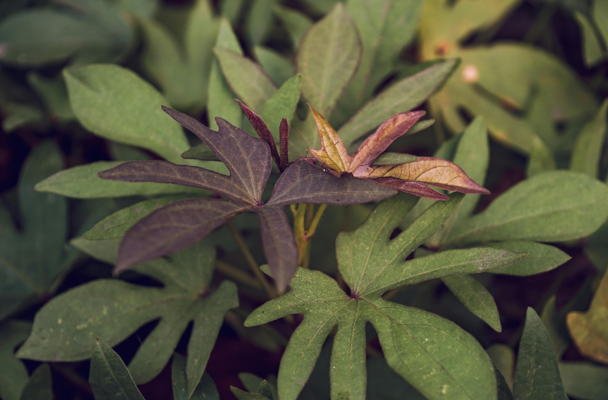 How Sweet Potato Leaves Help Lower High Blood Pressure Naturally