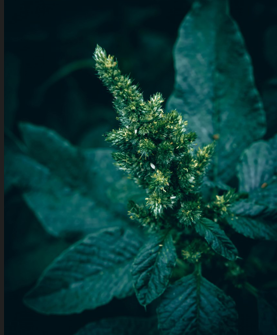 Amaranth Superpower: How This Ancient Plant Boosts Immunity, Prevents Anemia, and Builds Strong Bones