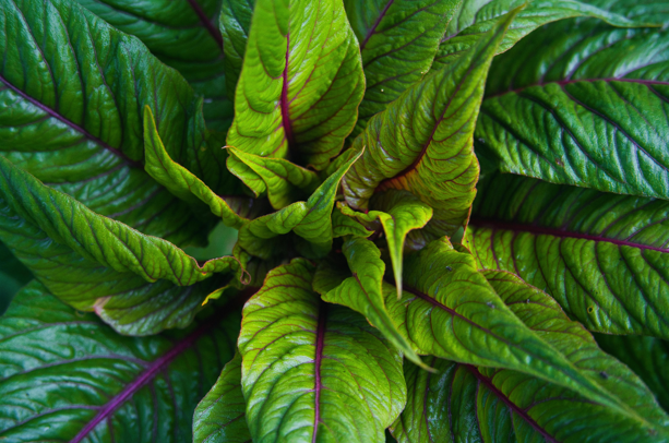 Amaranth leaves used for boosting immunity, anemia and for strong bones