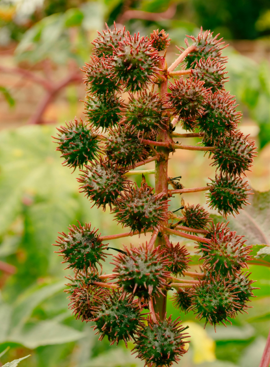 Castor plant which boost hair growth