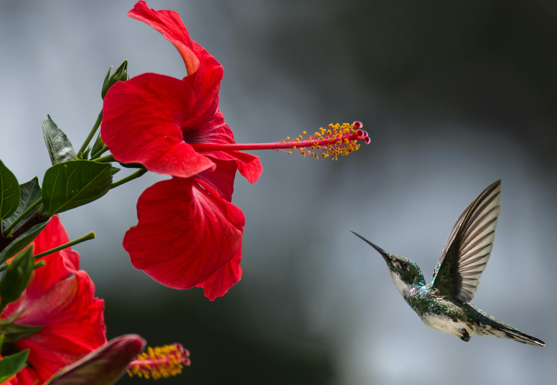 Hibiscus plant used to treat high blood pressure