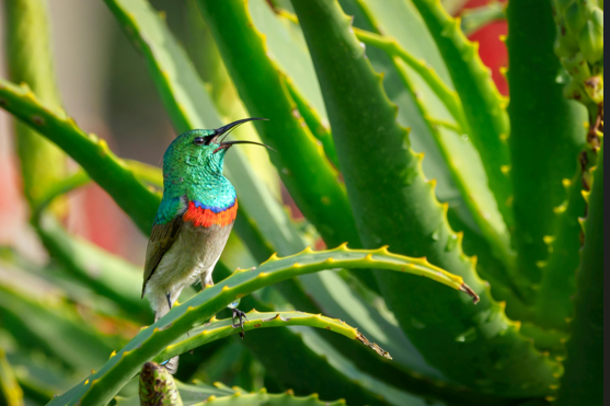 Aloe Vera Magic: A Natural Remedy for Smoother Digestion