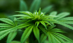 Cannabis sativa or Indian Hemp, used to treat Piles