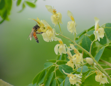 Moringa flowers