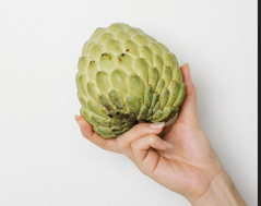Soursop used to slow down cancer cell