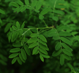 Moringa leaves used to slow down cancer cells