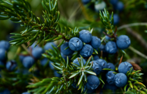 Blueberries which is used to slow down cancer cells