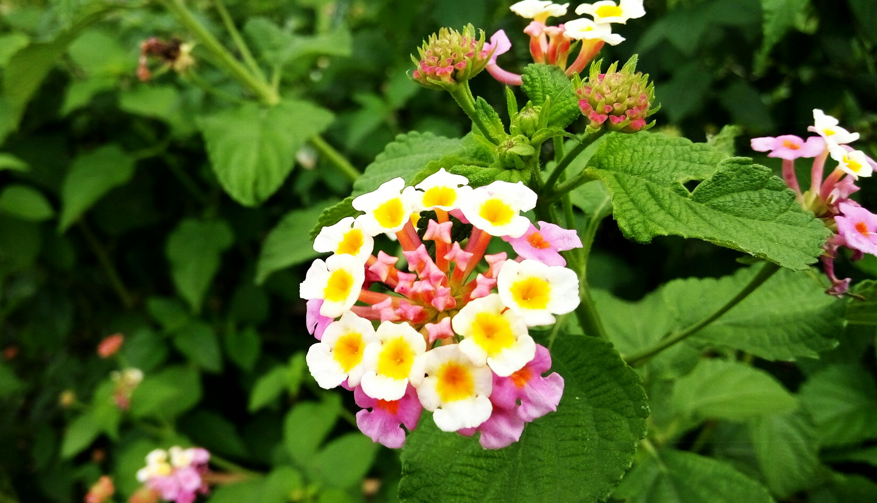 Lantana camara plant which holds a lot of medicinal benefits
